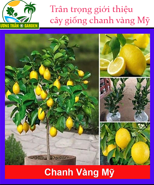 Cây chanh vàng Mỹ siêu quả, quả to mọng nước cây con ghép siêu nhanh trái cây cao 45-60cm