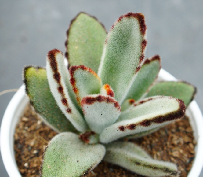 SEN ĐÁ LÔNG NHUNG  VIỀN ĐEN - ĐÀ LẠT - LỖI 1 ĐỔI 1