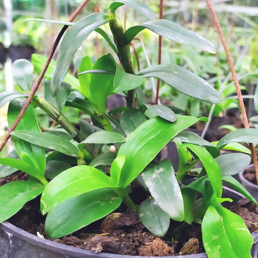 Chậu hoa lan Phi Điệp tím Hòa Bình, 2 năm tuổi