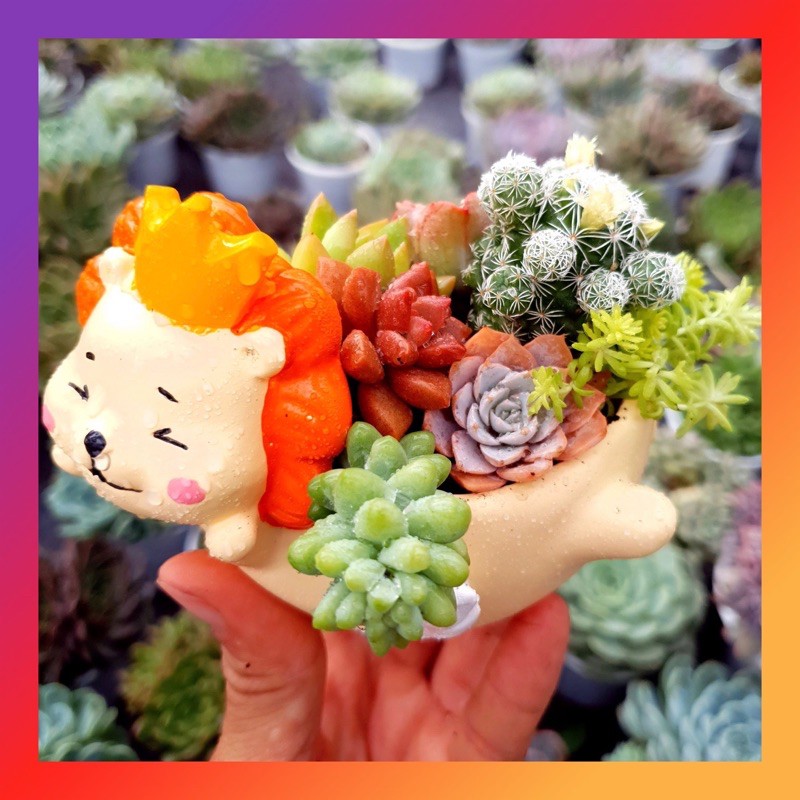 Chậu sư tử 🦁 siêu xinh 🍖 lỗi 1 đổi 1