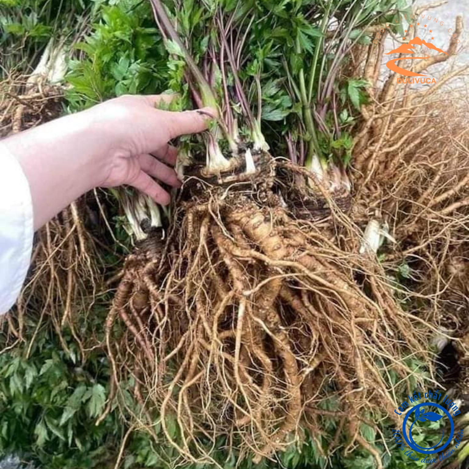 Sâm đương quy tươi Sìn Hồ loại 1 củ già . Sâm đương quy ngâm rượu, sấy khô giúp bổ huyết, tăng sức đề kháng