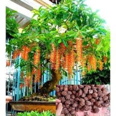 Hạt giống cây lộc vừng hoa đỏ dể trồng f1