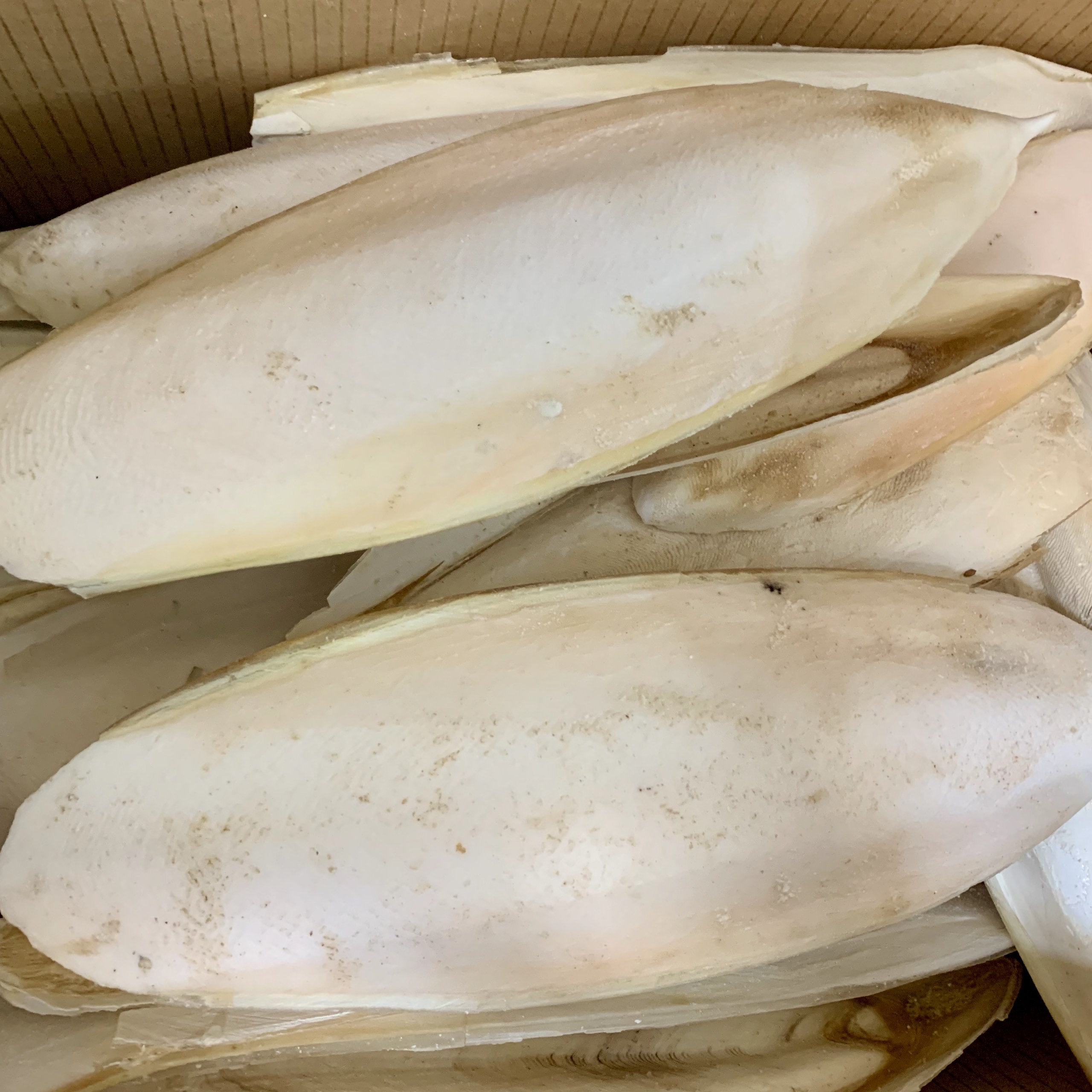 Nang mực 100gr