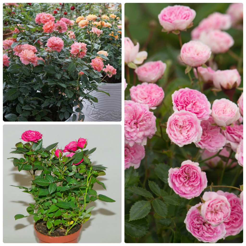 Hạt giống hoa hồng thơm mini - 20 hạt