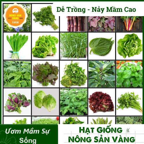 Tổng Hợp Các Loại Hạt giống Rau Ăn Lá Chịu Nhiệt Trồng Quanh Năm Dễ Trồng Năng Suất Cao Nông Sản Vàng