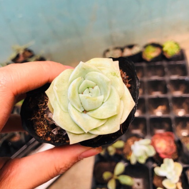 Sen đá nhỏ HOA HỒNG HÀ LAN