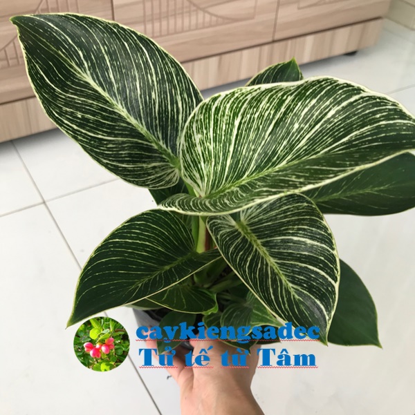 caykiengsadec - Cây trầu bà kim cương+ tặng phân bón cho cây mau lớn - hoa kiểng lá - cây phong thủy - trang trí nội thất cảnh quan ngoài trời