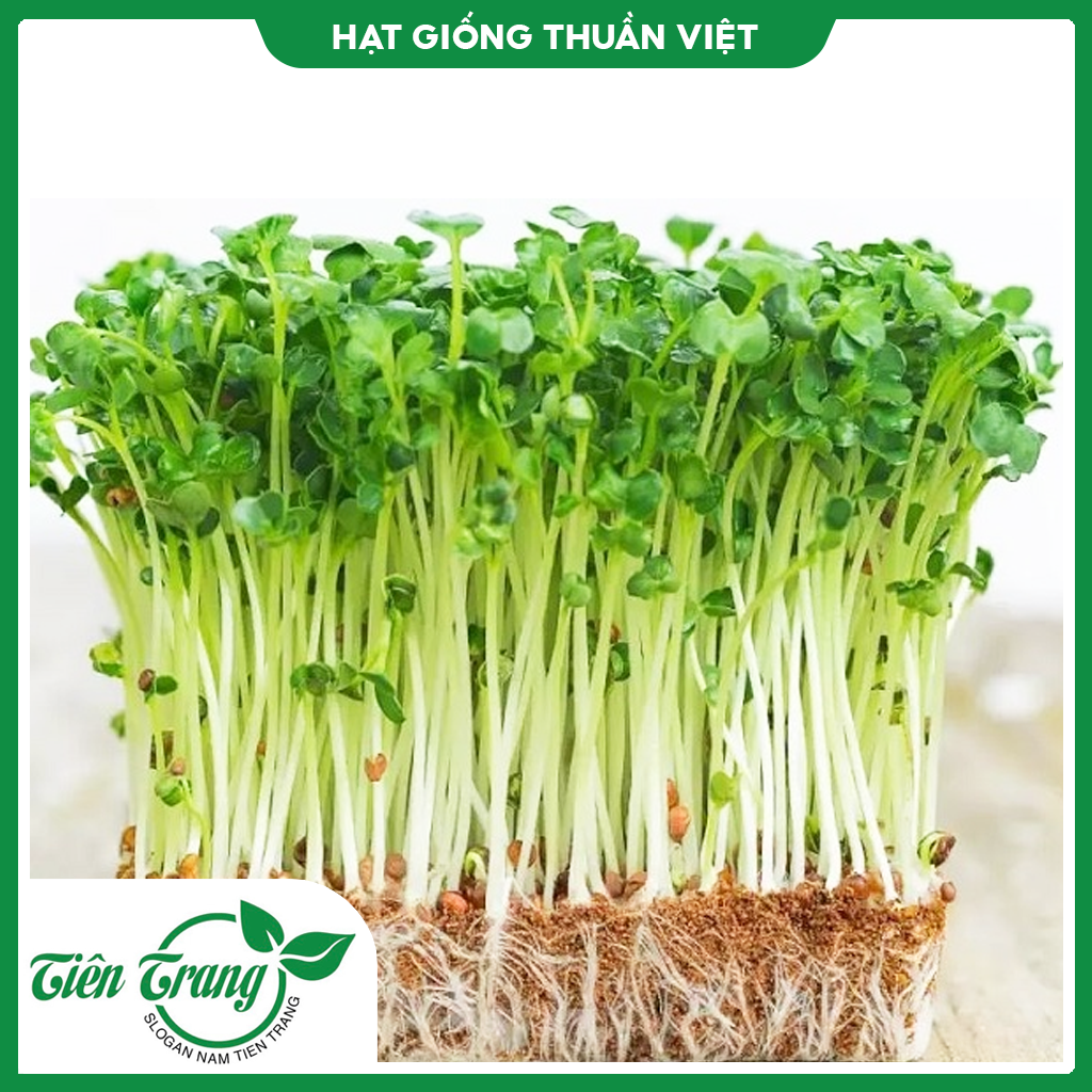 Hạt Giống Rau Mầm dinh dưỡng. Hạt giống Thuận Nông