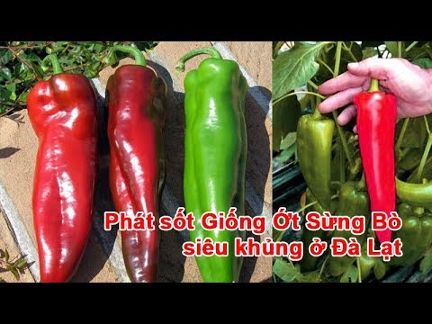 MJ164 Gói 20 hạt giống ớt sừng bò