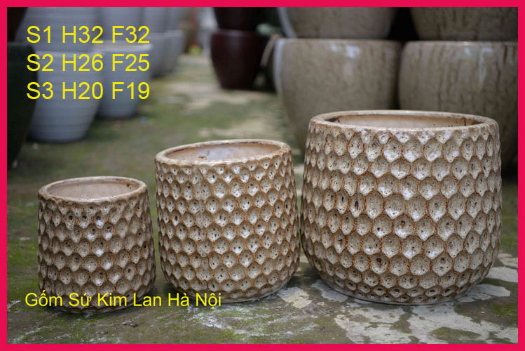 Chậu Trồng Cây Lan hồ Điệp