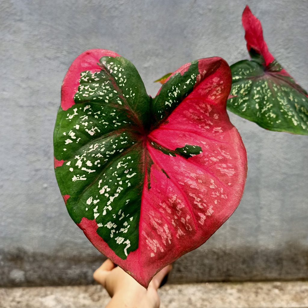 Môn Baret hình trái tim - Caladium Red Baret