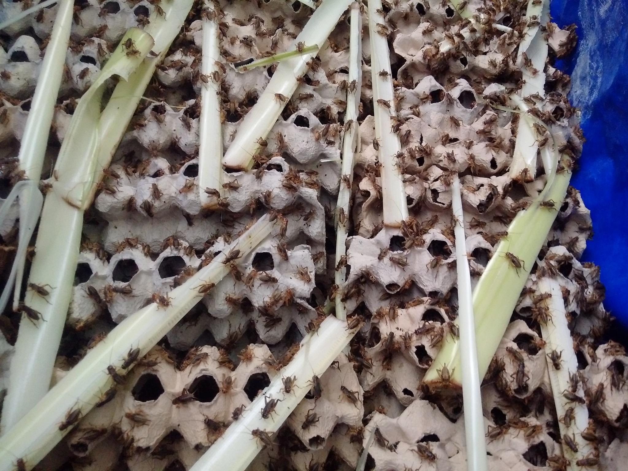 [HCM]Trứng Dế Chó Đen