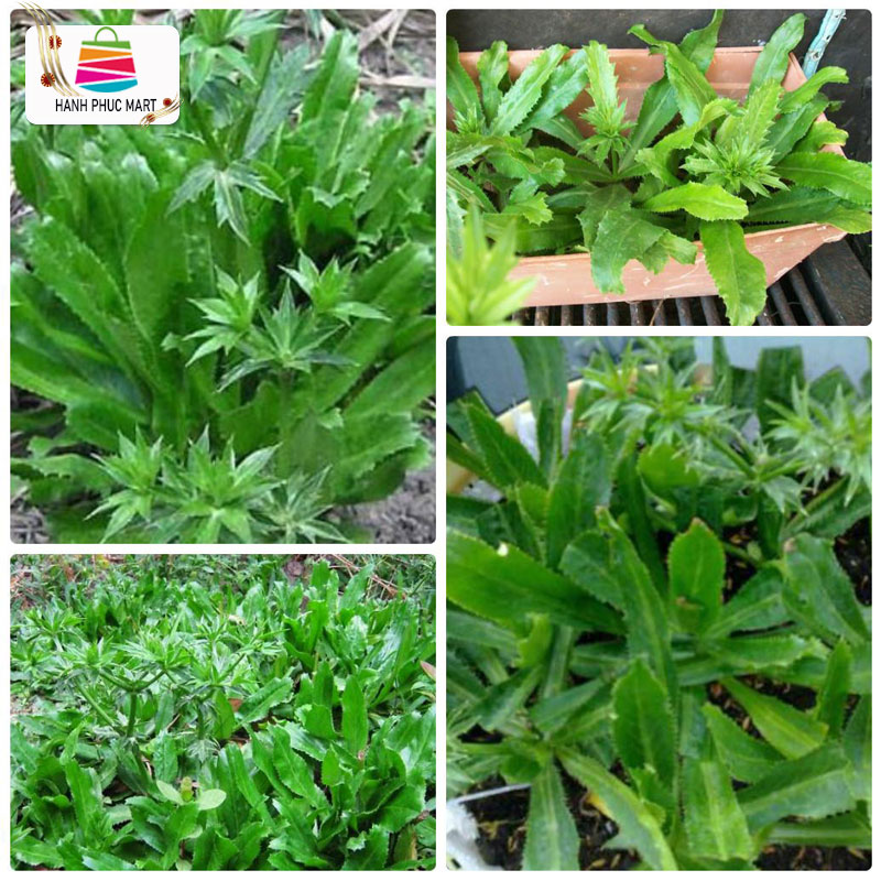 Hạt giống Ngò Gai - PhuNongSeeds trồng được quanh năm tỷ lệ nảy mầm cao kháng bệnh tốt