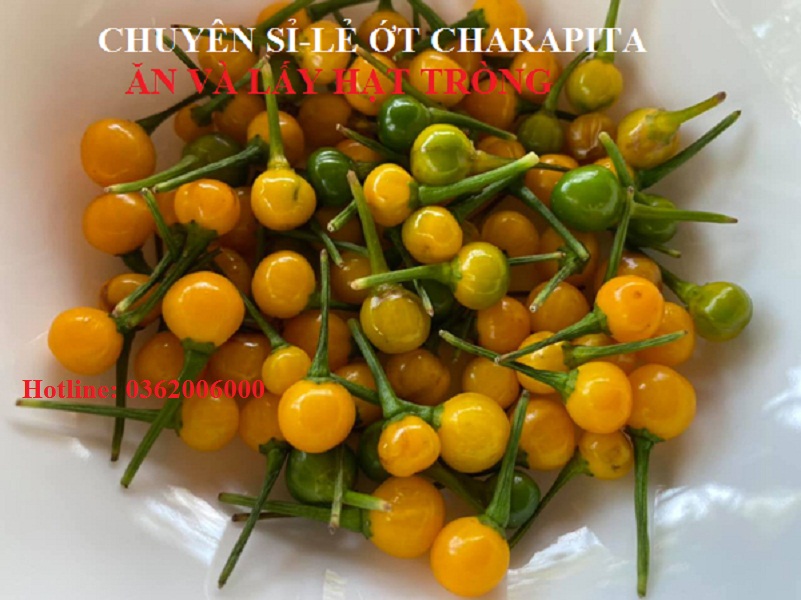 100 gam Quả ớt Charapita . Tặng 10 hạt