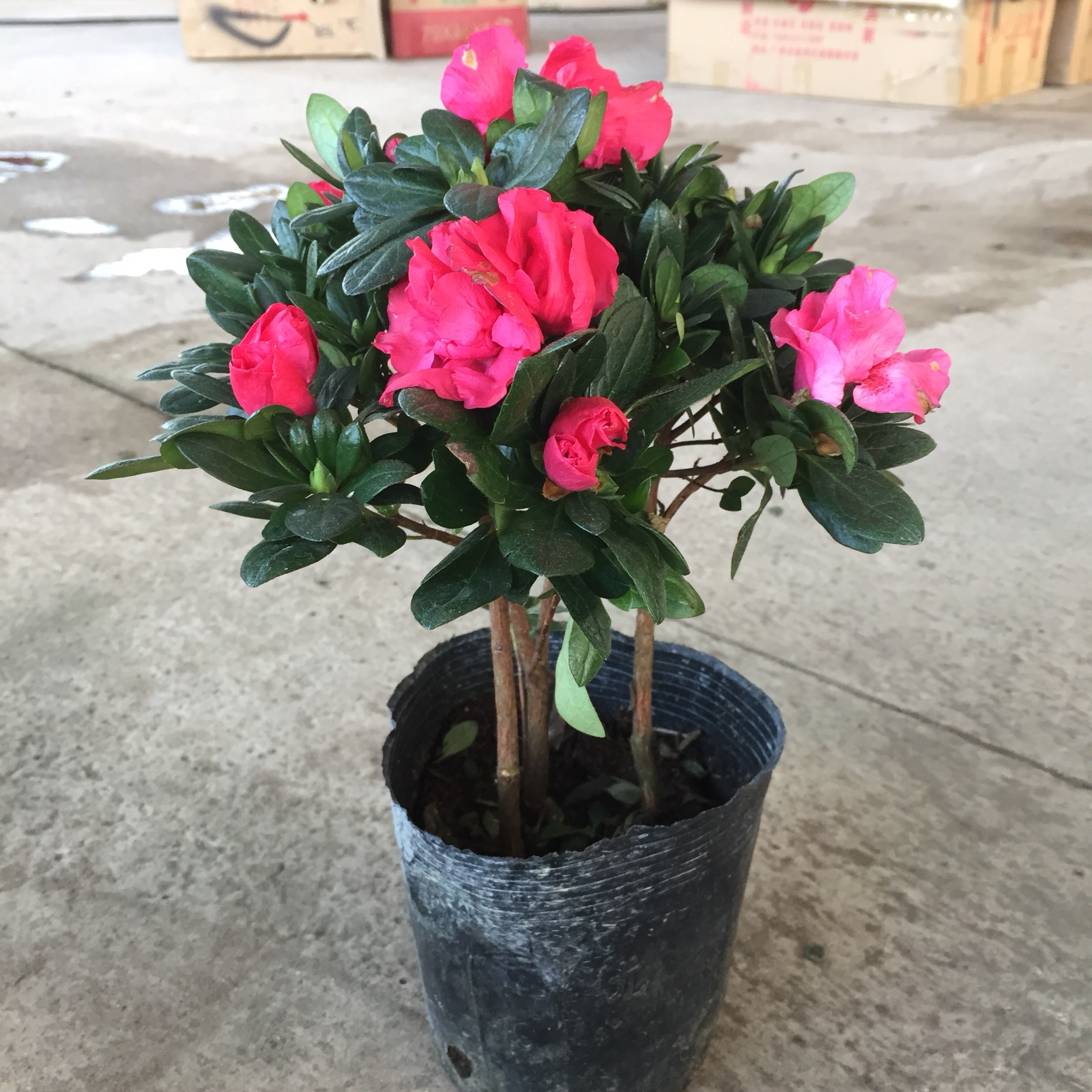 Cây hoa ĐỖ QUYÊN cao 25-30cm, Cây tán tròn nhiều hoa nhiều nụ nở đẹp thích hợp trang trí nhà cửa sân vườn