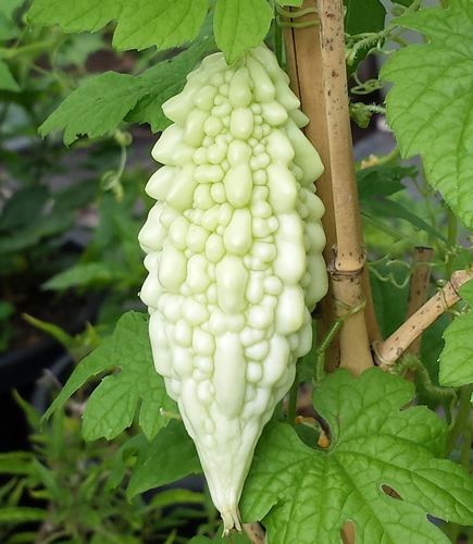 Hạt giống khổ qua trắng ( khổ qua bạch tuyết ) F1 gói 5 hạt gia rẻ