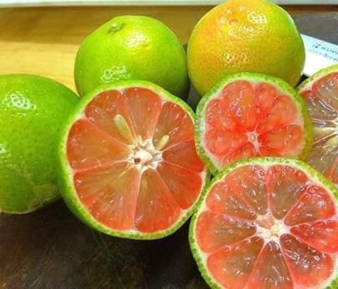 Cây giống chanh đào giống cao 45-50 cho trái sau 6 tháng