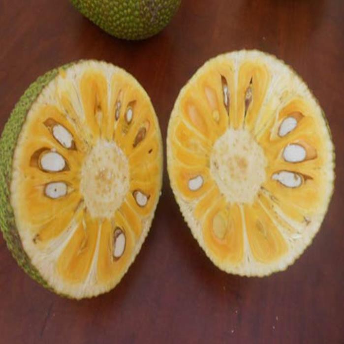 Cây mít nghệ Tứ Quý - quả quanh năm