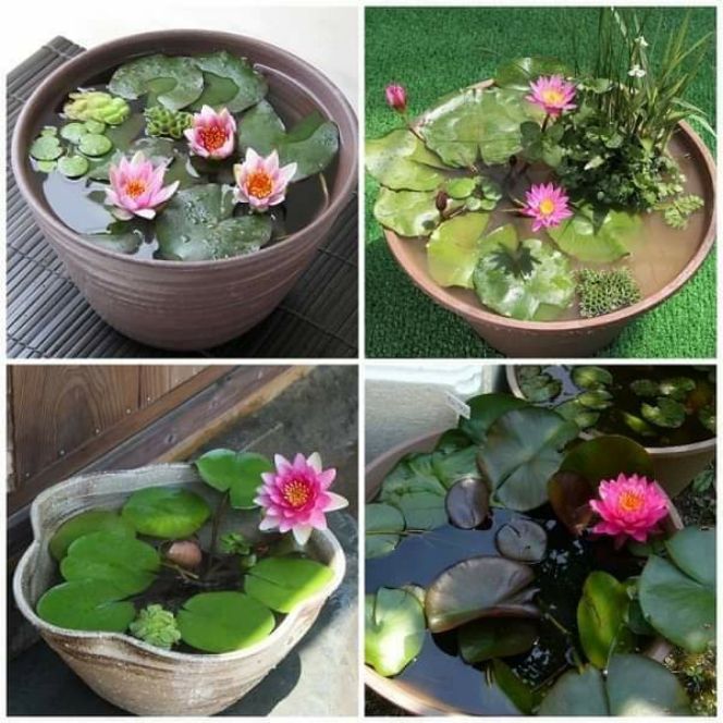 HẠT GIỐNG HOA SÚNG THÁI MINI