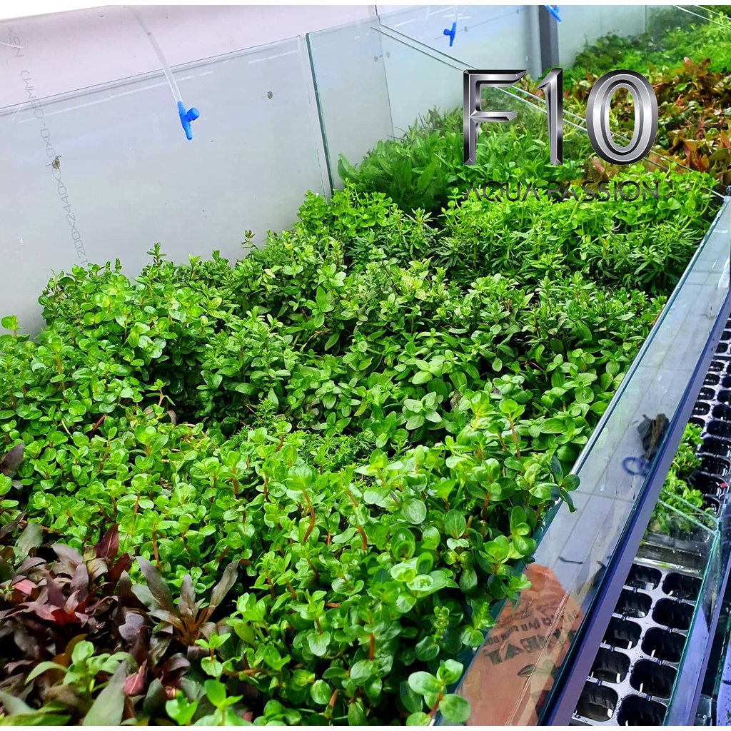 Cây Thủy Sinh Cắt Cắm ( Lá Cạn ) - Của nhà trồng được giá cực rẻ ( 4 đến 8 cây)