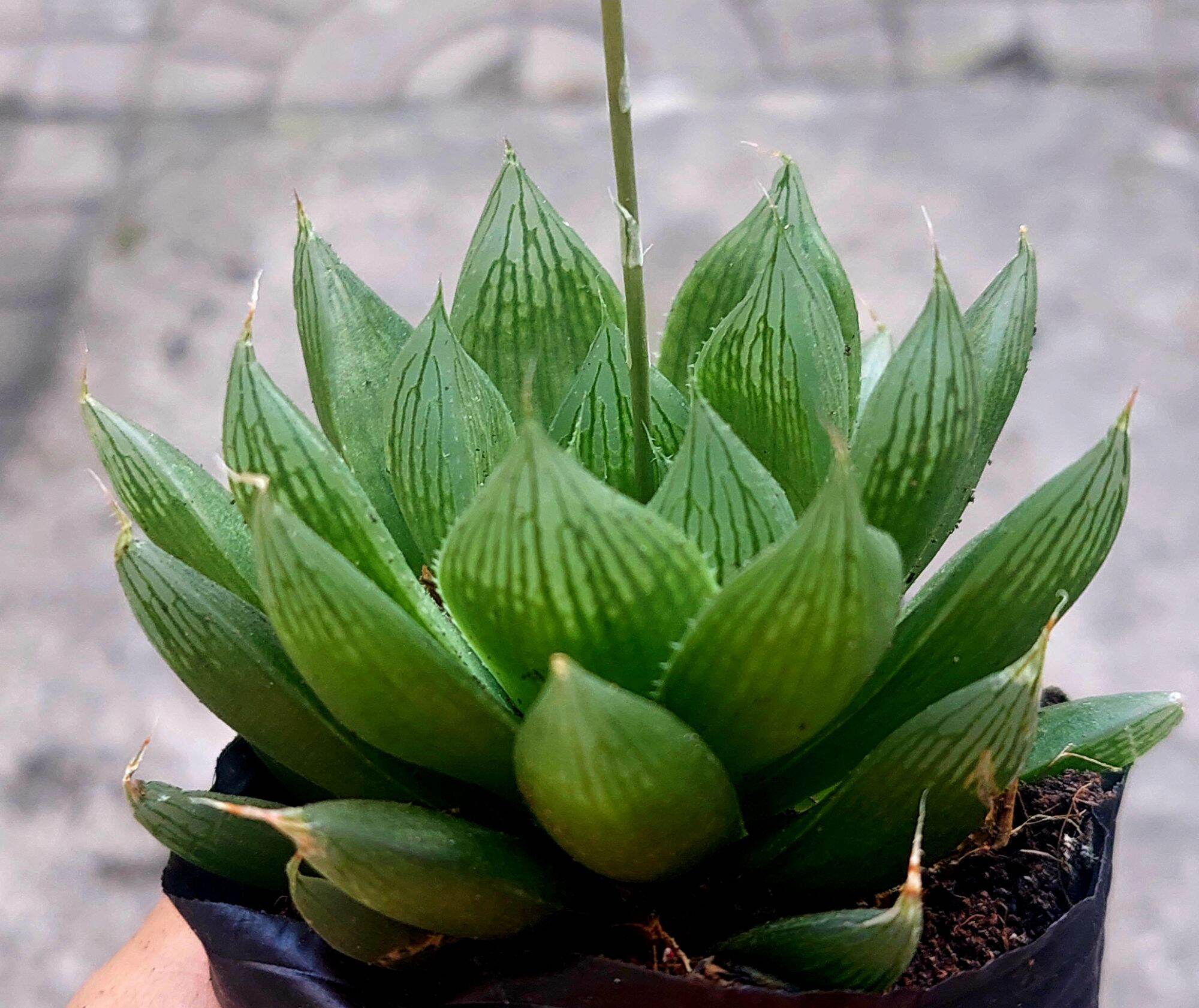 Sen đá ngọc đuốc size bầu