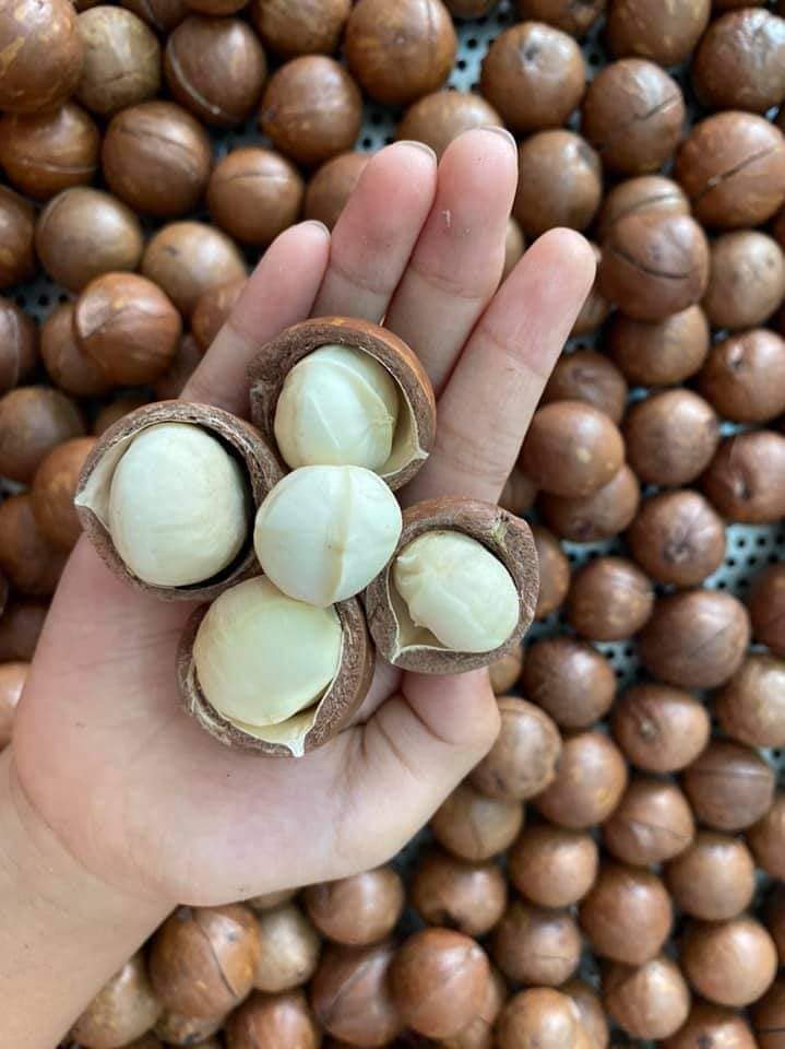 1kg -500 gr Hạt macca nứt vỏ sấy ăn liền size đại tặng kèm khui, hạt macca vụ mới vô túi hút chân không , date mới, cân đủ trọng lượng