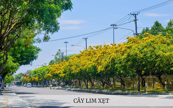 Cây Lim Xẹt Giống Cây Lim Xẹt, Cây Phượng Vàng | Lazada.vn