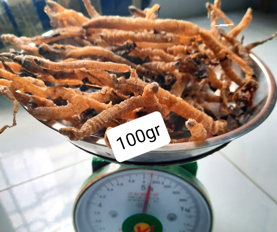 Sá Sùng Khô Sạch Cát 100gr Size Nhỡ Ăn Mềm - Sá Sùng Nấu Nước Lèo