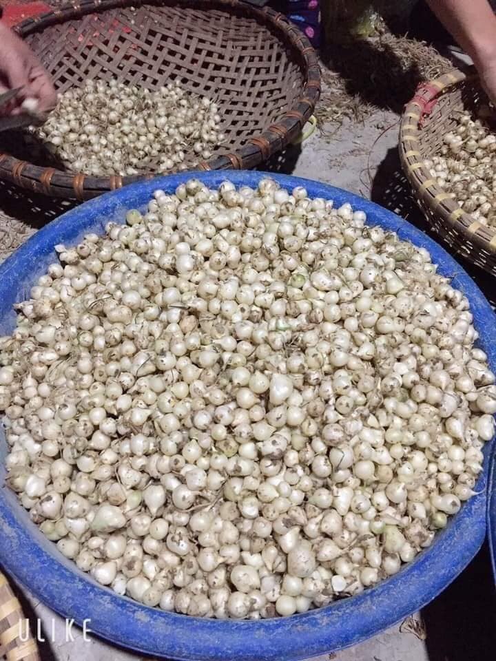 Hành tăm xứ nghệ 1kg