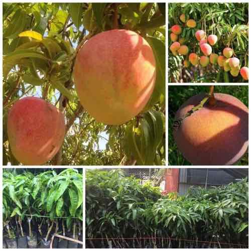 cây giống xoài úc siêu quả