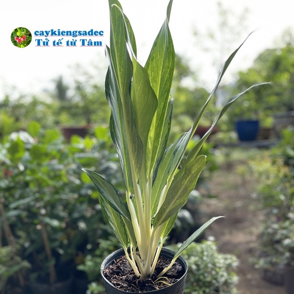 caykiengsadec - Cây giữ tiền - tặng phân bón - hoa kiểng lá - cây phong thủy - trang trí nội thất cảnh quan sân vườn ngoài trời