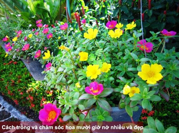 [HCM]HOA MƯỜI GIỜ NHIỀU MÀU ( PHÚ NÔNG) PN11  - KLT 0.5G/GÓI