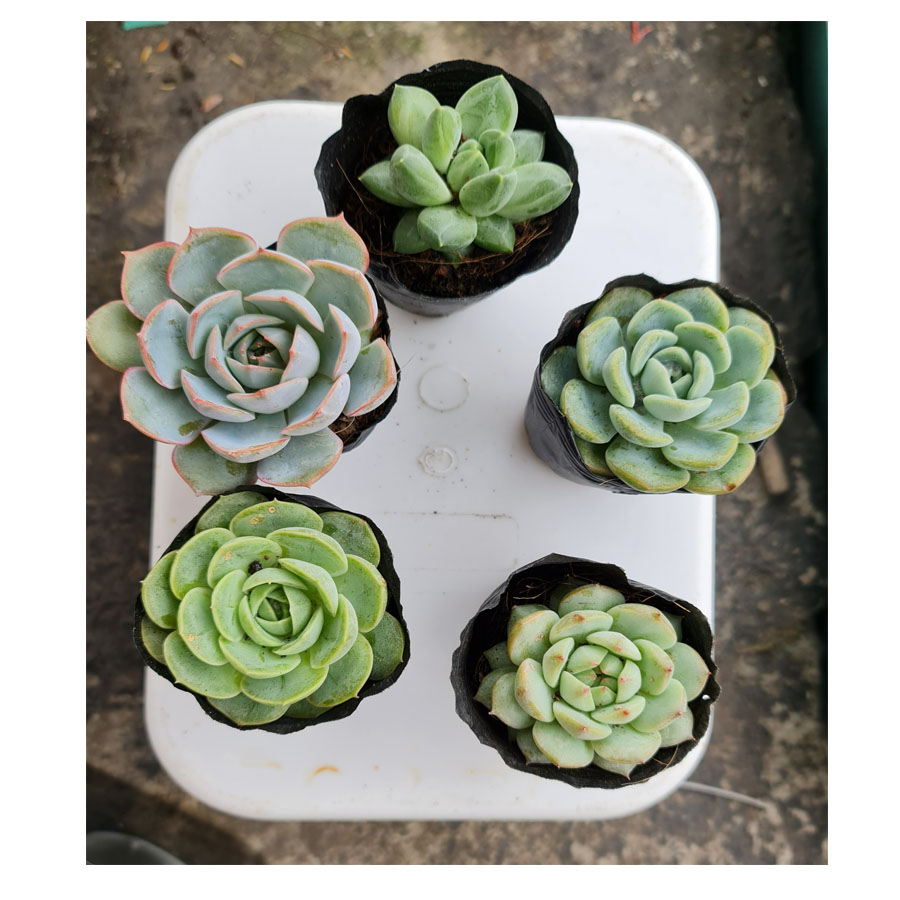 Sen đá bầu size 5-7cm - giao ngẫu nhiên