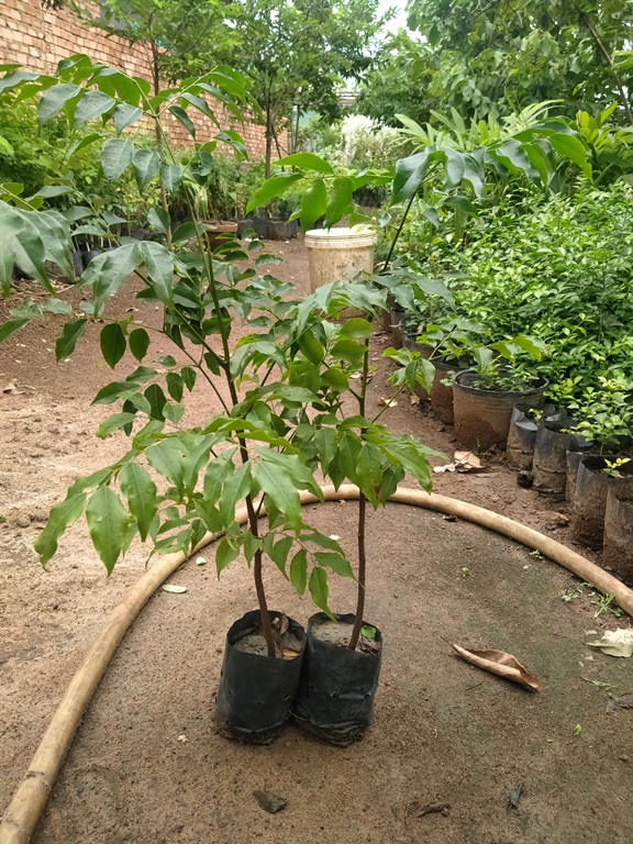 6 cây lim xanh