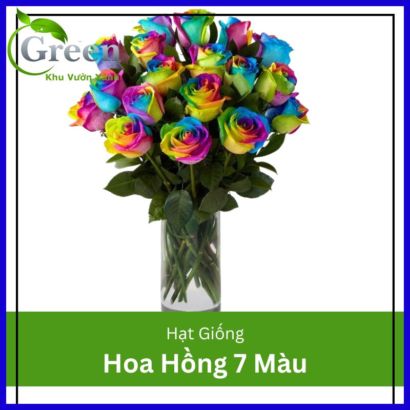 Hạt giống hoa hồng 7 màu