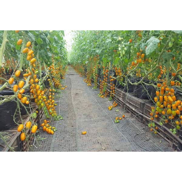 Cây giống cà chua Nova - giao cây khoẻ rễ ổn định