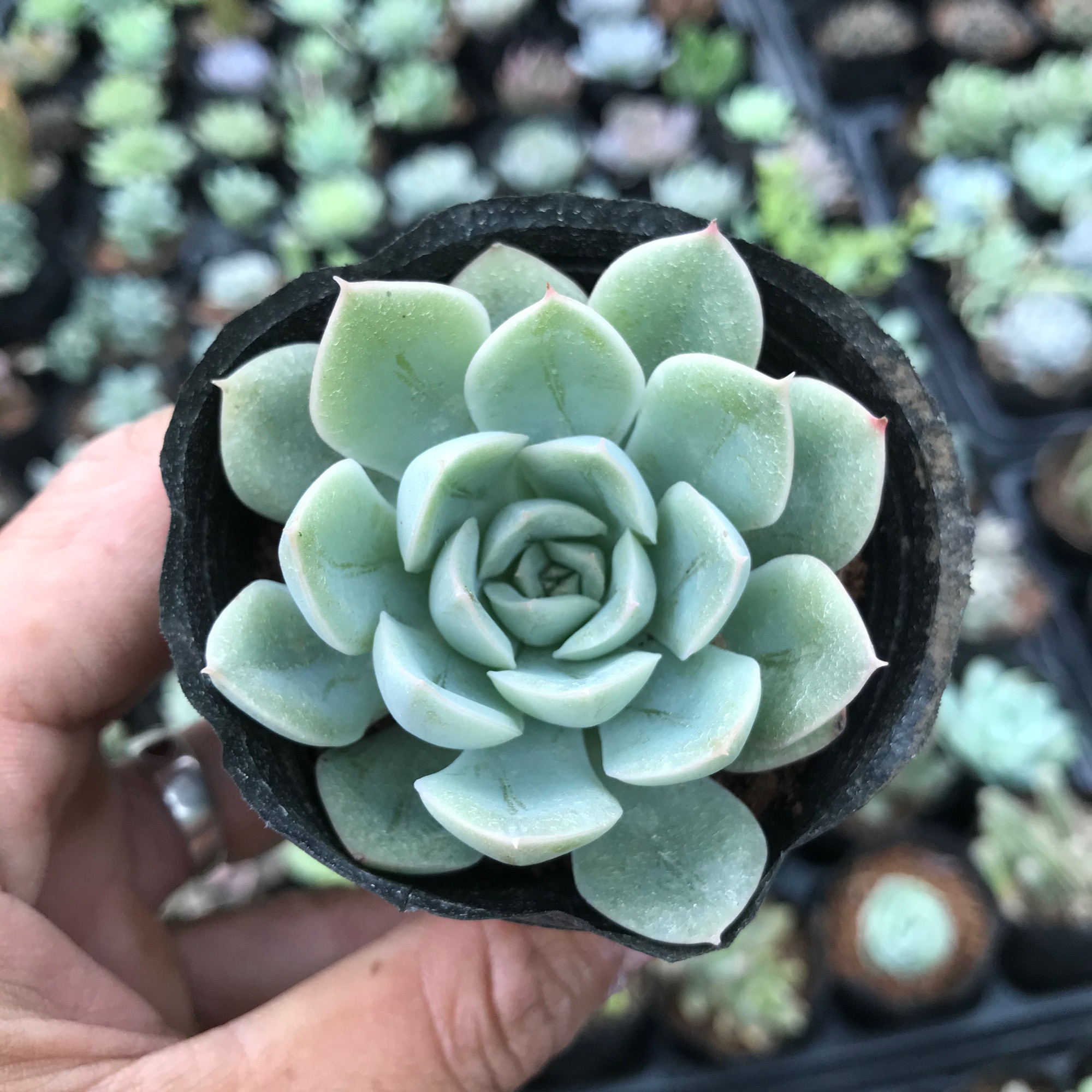 Sen liên đài trắng, sen đá có ý nghĩa cho một tình bạn, tình yêu vĩnh cửu, về phong thủy nó còn mang ý nghĩa sung túc và đầm ấm trong gia đình