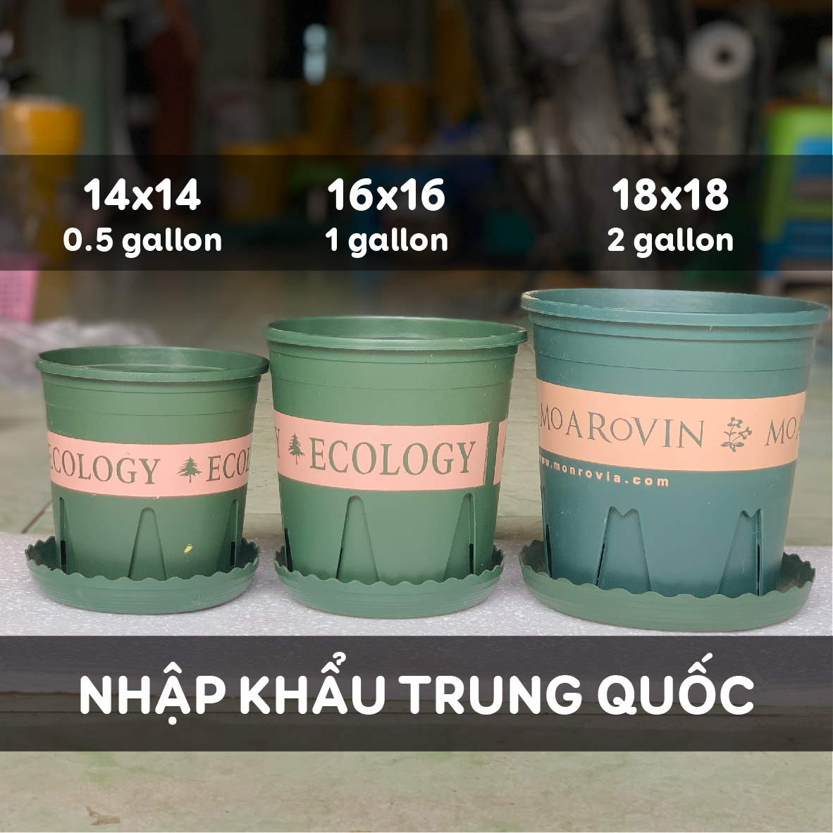 Chậu nhựa trồng cây monrovia, ecology nhập khẩu trung quốc