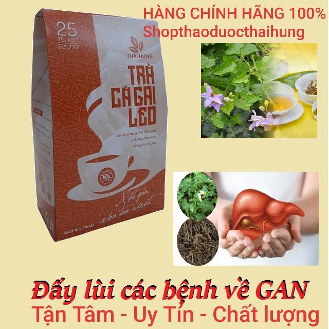 1 bịch 25 túi lọc trà cà gai leo công ty Thái Hưng