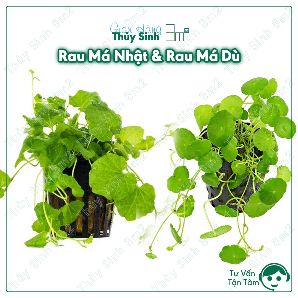 Rau má nhật | rau má dù | cây thủy sinh không co2, tiền cảnh | 8m2