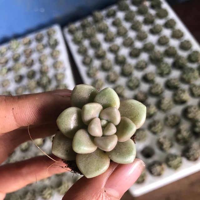 Sen đá kim tuyến mini