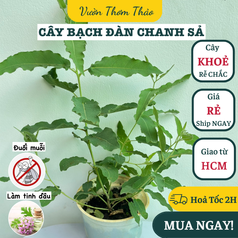Chậu cây bạch đàn chanh mùi thơm chanh & sả cực mạnh ,, cây gia vị âu, cây hương liệu đuổi muỗi trồng chậu nhựa có sẵn bầu đất trồng, vườn thơm thảo
