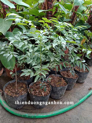 2 Cây Mắc Mật( MÓc Mật) Cao Trên 60cm