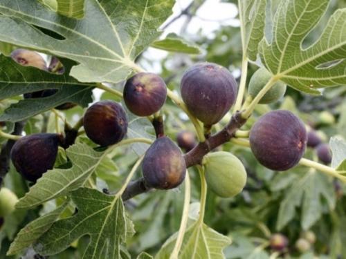 Sung Mỹ - Cây Ăn Quả