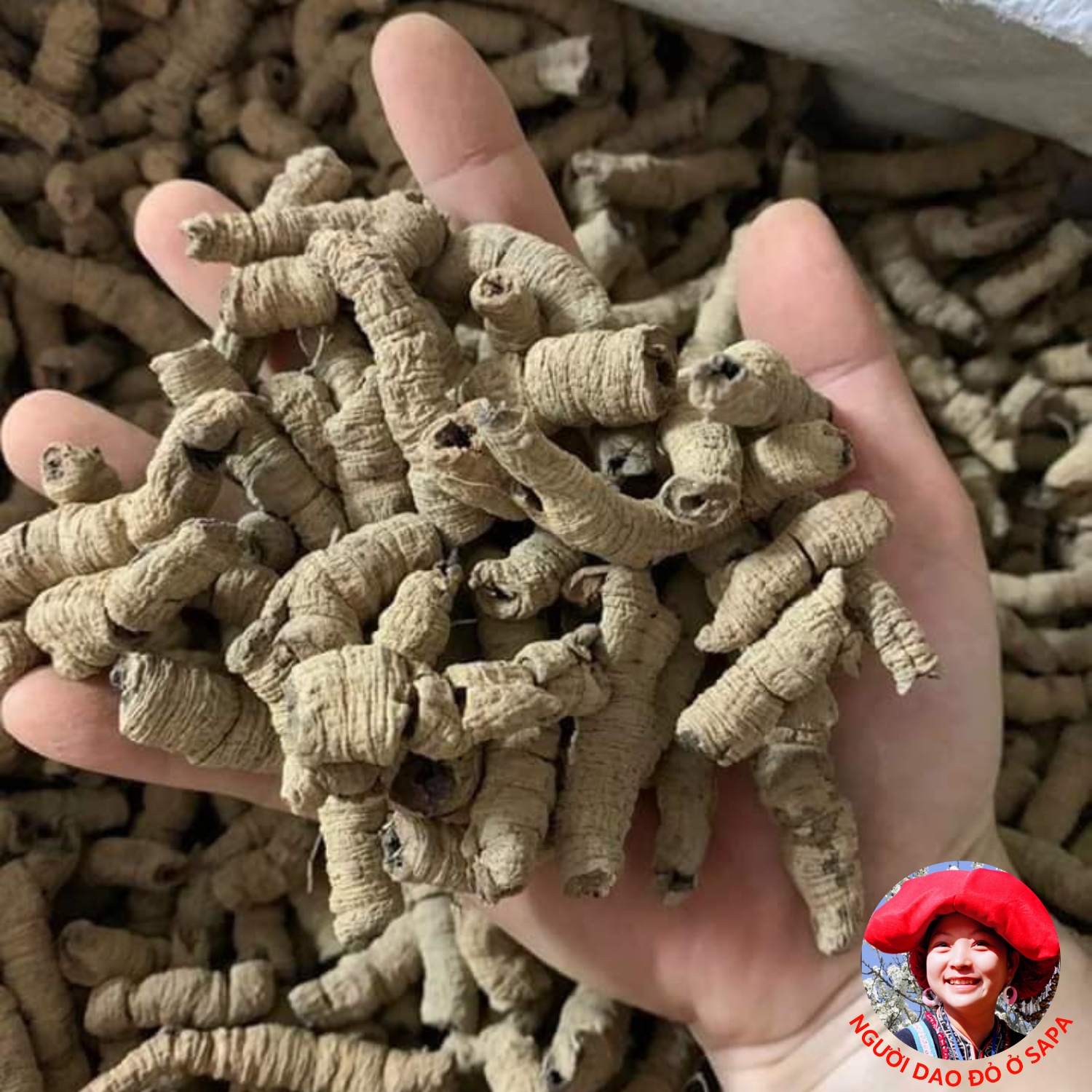 Ba kích tím tách lõi khô Quảng Ninh ngâm rượu loại 1 to size đại. Ba kích tím rừng tươi khô giúp bổ thân tráng dương tăng cường sinh lý
