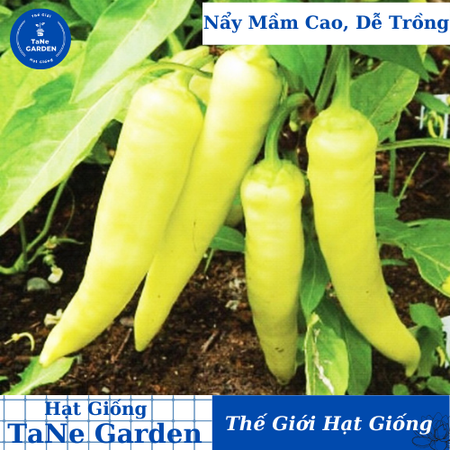 15h hạt giống ớt sừng vàng banana cao sản - tane garden