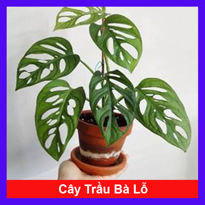 Cây trầu bà lỗ - cây cảnh mini - cây cảnh để bàn - caykiengsadec