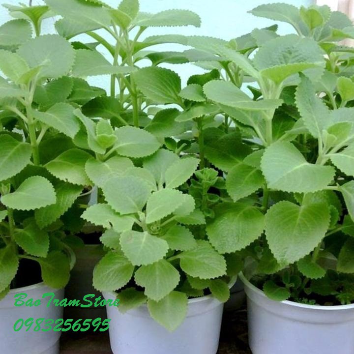 Hạt giống rau húng chanh gói 0,1 gram xuất xứ Việt Nam