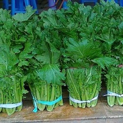 Hạt Giống Rau Cải Mèo. Túi 20 Gram. Chất Lượng Cao - Giá Khuyến Mại .