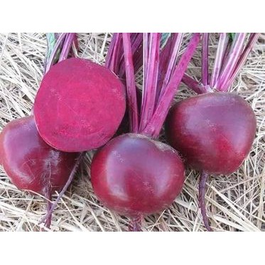 Hạt giống củ dền đỏ ngọt thanh, thơm ngon - 5gr